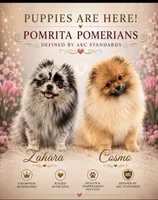 Finn, a male Pomeranian for sale in North Port, FL – 9 of 10
