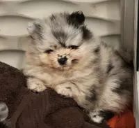 Finn, a male Pomeranian for sale in North Port, FL – 7 of 10