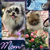 Teddy, a male Pomeranian for sale in North Port, FL – 8 of 10