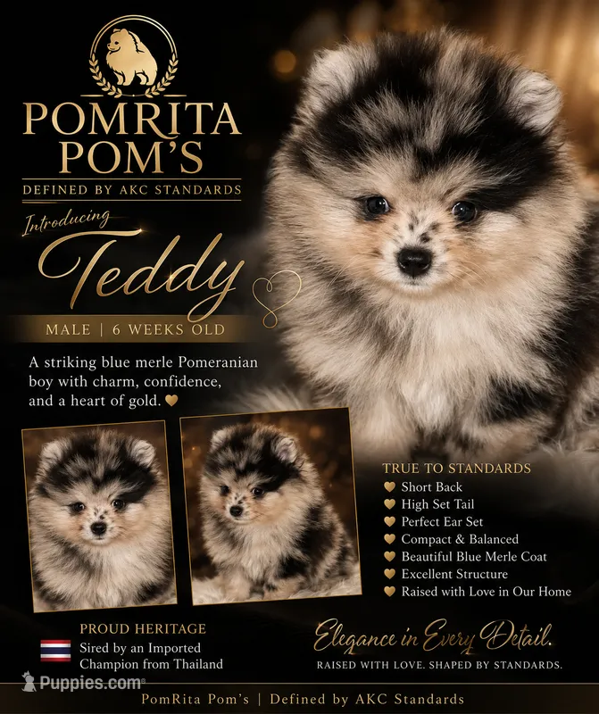 Teddy – Pomeranian puppy for sale in North Port, FL