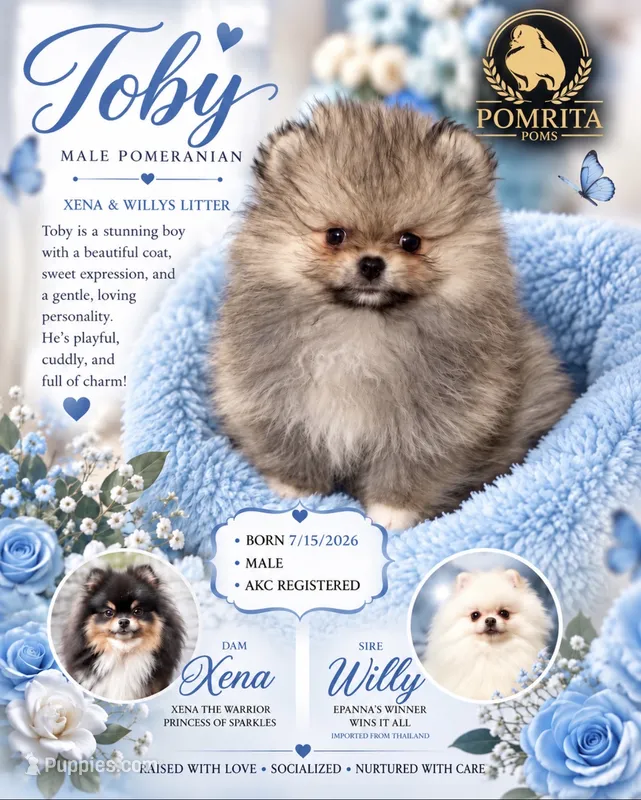 Toby – Pomeranian puppy for sale in North Port, FL