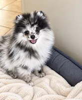 Teddy, a male Pomeranian for sale in North Port, FL – 6 of 6