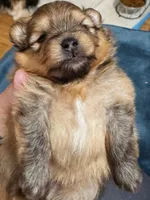 AKC Tango, a male Pomeranian for sale in North Port, FL – Photo 7 of 10