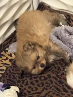 AKC Tango, a male Pomeranian for sale in North Port, FL – Photo 2 of 10