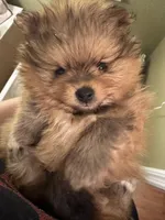 AKC Tango, a male Pomeranian for sale in North Port, FL – Photo 3 of 10