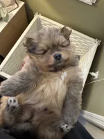 AKC Tango, a male Pomeranian for sale in North Port, FL – Photo 6 of 10