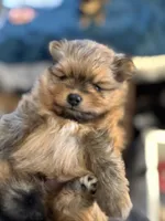 AKC Tango, a male Pomeranian for sale in North Port, FL – Photo 4 of 10