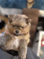 AKC Tango, a male Pomeranian for sale in North Port, FL – Photo 5 of 10