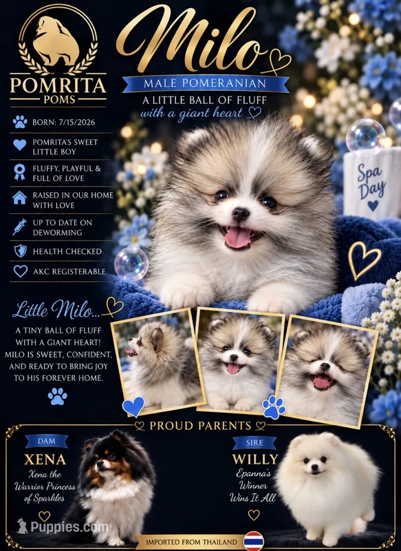 Milo – Pomeranian puppy for sale in North Port, FL