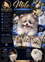 Milo, a male Pomeranian for sale in North Port, FL – 1 of 6