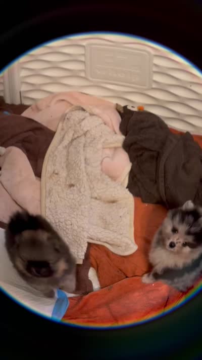 River, a female Pomeranian for sale in North Port, FL – 10 of 10