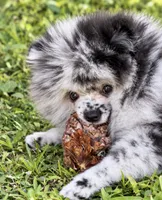 Finn, a male Pomeranian for sale in North Port, FL – 4 of 6