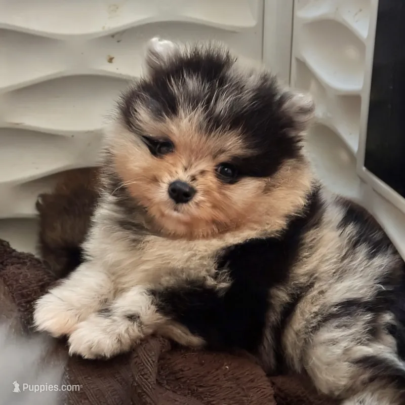 Teddy – Pomeranian puppy for sale in North Port, FL
