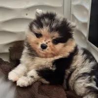 Teddy, a male Pomeranian for sale in North Port, FL – 3 of 10
