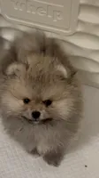 Ollie, a male Pomeranian for sale in North Port, FL – 3 of 3