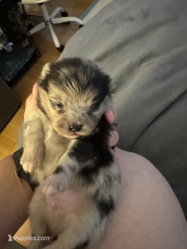 Teddy – Pomeranian puppy for sale in North Port, FL