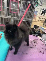 Diamond , a female Pomeranian for sale in North Port, FL – 3 of 5