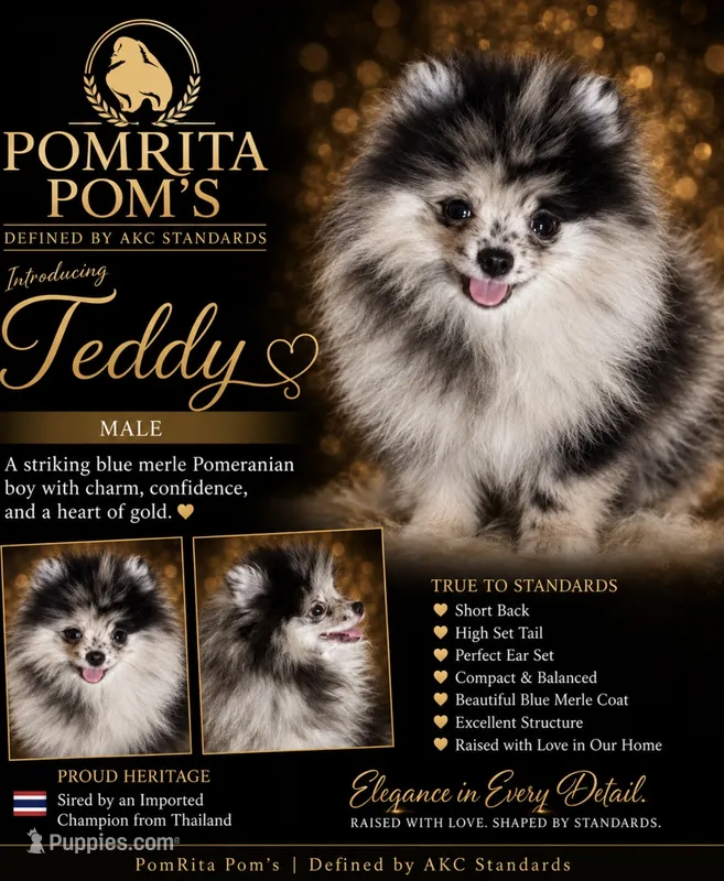 Teddy – Pomeranian puppy for sale in North Port, FL