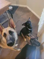 Katniss, a female German Shepherd Dog for sale in Phoenix, AZ – Photo 2 of 3