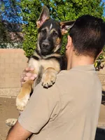 Katniss, a female German Shepherd Dog for sale in Phoenix, AZ – Photo 1 of 3