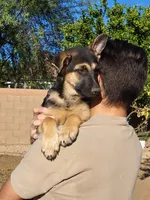 Minnie, a female German Shepherd Dog for sale in Phoenix, AZ – Photo 1 of 2
