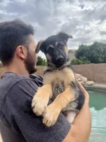 Minnie, a female German Shepherd Dog for sale in Phoenix, AZ – Photo 2 of 2