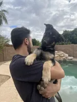 Hollywood, a male German Shepherd Dog for sale in Phoenix, AZ – Photo 4 of 4