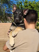Hollywood, a male German Shepherd Dog for sale in Phoenix, AZ – Photo 1 of 4