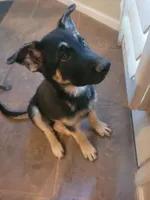 Hollywood, a male German Shepherd Dog for sale in Phoenix, AZ – Photo 2 of 4