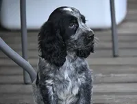 Simon, a female English Springer Spaniel for sale in Central, SC – 5 of 6