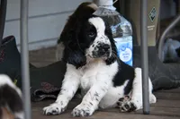 Benedict, a male English Springer Spaniel for sale in Central, SC – 5 of 5