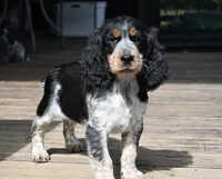 Hyacinth , a female English Springer Spaniel for sale in Central, SC – 1 of 4