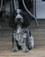 Simon, a female English Springer Spaniel for sale in Central, SC – 3 of 6