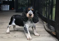 Hyacinth , a female English Springer Spaniel for sale in Central, SC – 2 of 4