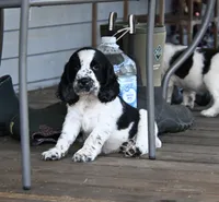 Benedict, a male English Springer Spaniel for sale in Central, SC – 4 of 5