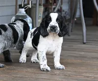 Benedict, a male English Springer Spaniel for sale in Central, SC – 3 of 5