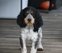 Hyacinth , a female English Springer Spaniel for sale in Central, SC – 3 of 4