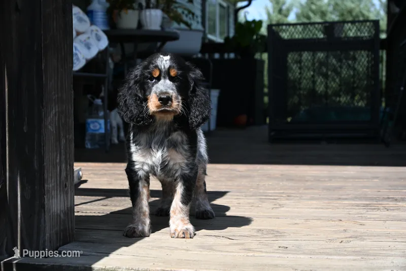 Theo – English Springer Spaniel puppy for sale in Central, SC