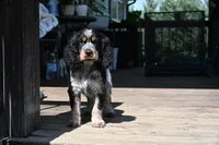 Theo, a male English Springer Spaniel for sale in Central, SC – 1 of 4