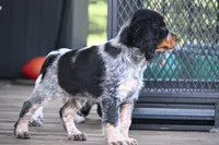 Theo, a male English Springer Spaniel for sale in Central, SC – 2 of 4