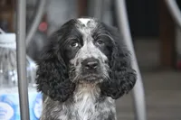 Simon, a female English Springer Spaniel for sale in Central, SC – 6 of 6