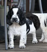 Benedict, a male English Springer Spaniel for sale in Central, SC – 2 of 5
