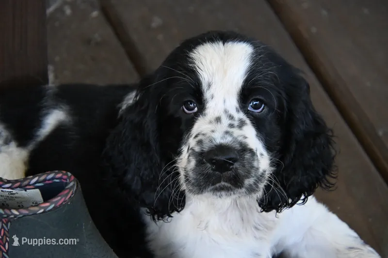 Benedict – English Springer Spaniel puppy for sale in Central, SC