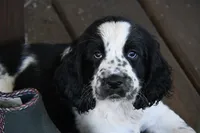 Benedict, a male English Springer Spaniel for sale in Central, SC – 1 of 5