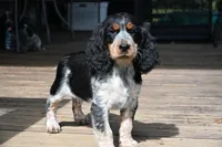 Hyacinth , a female English Springer Spaniel for sale in Central, SC – 4 of 4