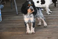 Theo, a male English Springer Spaniel for sale in Central, SC – 4 of 4