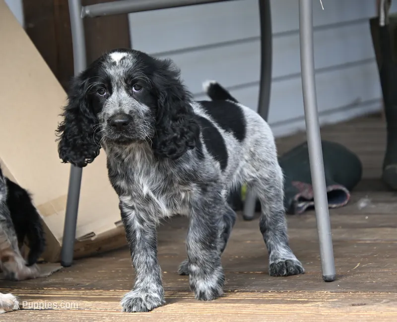 Simon – English Springer Spaniel puppy for sale in Central, SC