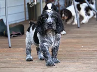 Simon, a female English Springer Spaniel for sale in Central, SC – 2 of 6