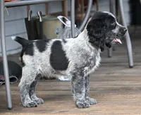 Simon, a female English Springer Spaniel for sale in Central, SC – 4 of 6