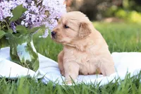 Sofia , a female Golden Retriever for sale in Gap, PA – Photo 5 of 5